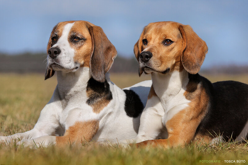 Two Beagle Dogs — Brown, Calm
