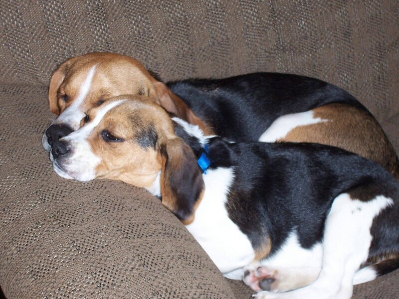 Two Beagle Dogs — Brown
