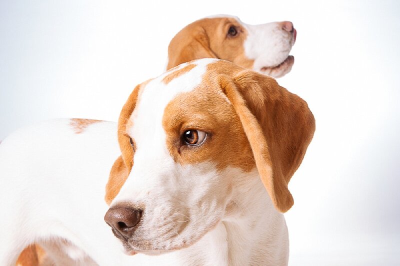 Two Beagle Dogs — White
