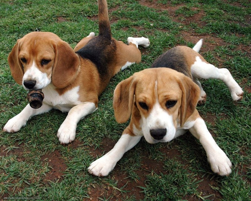 Two Beagle Puppies — Brown, Calm, Afternoon, Photograph