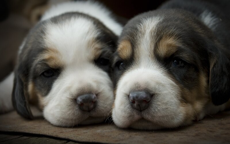 Two Beagle Puppies — Brown, Calm, Photograph