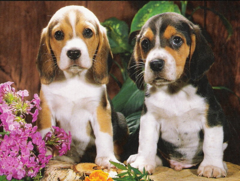Two Beagle Puppies — Brown, Calm
