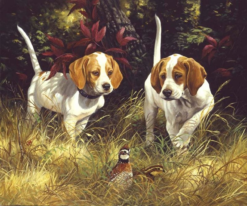 Two Beagle Puppies — Brown, Natural