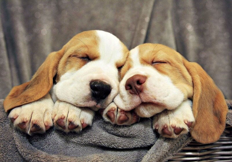 Two Beagle Puppies — Brown, Peaceful, Photograph, Blanket