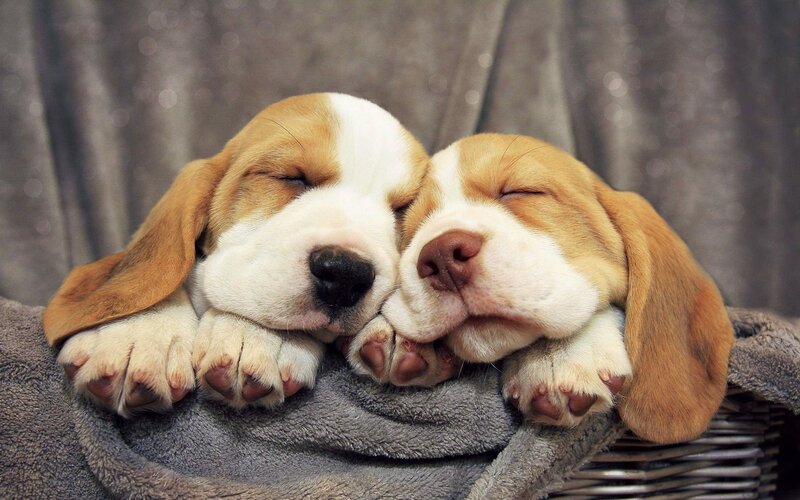 Two Beagle Puppies — Brown, Peaceful, Photograph