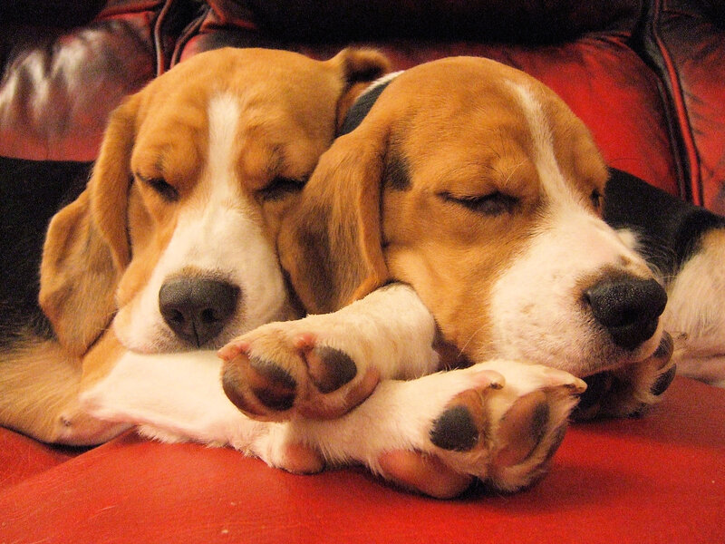 Two Beagle Puppies — Brown, Peaceful