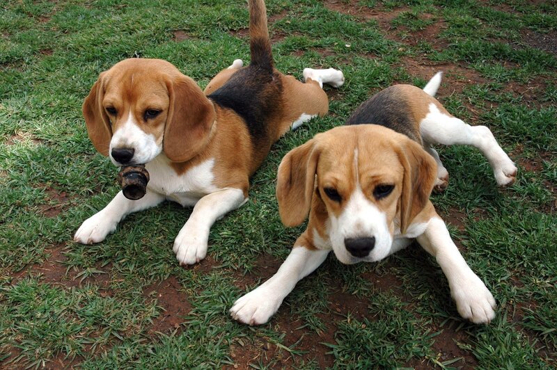 Two Beagle Puppies — Brown