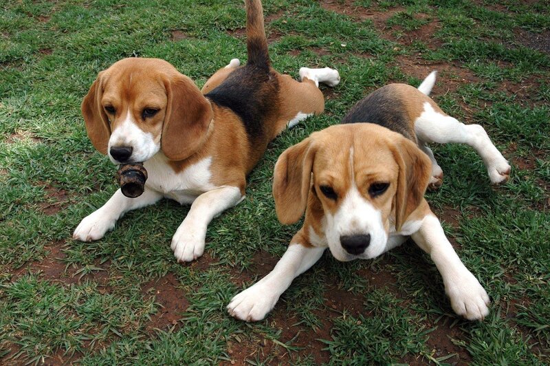 Two Beagle Puppies — Green, Calm, Afternoon, Photograph, Grass, Toy