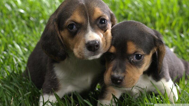 Two Beagle Puppies — Green, Calm, Afternoon