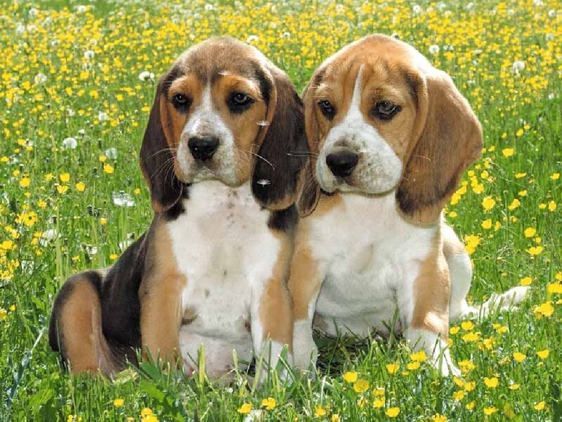Two Beagle Puppies — Green, Calm