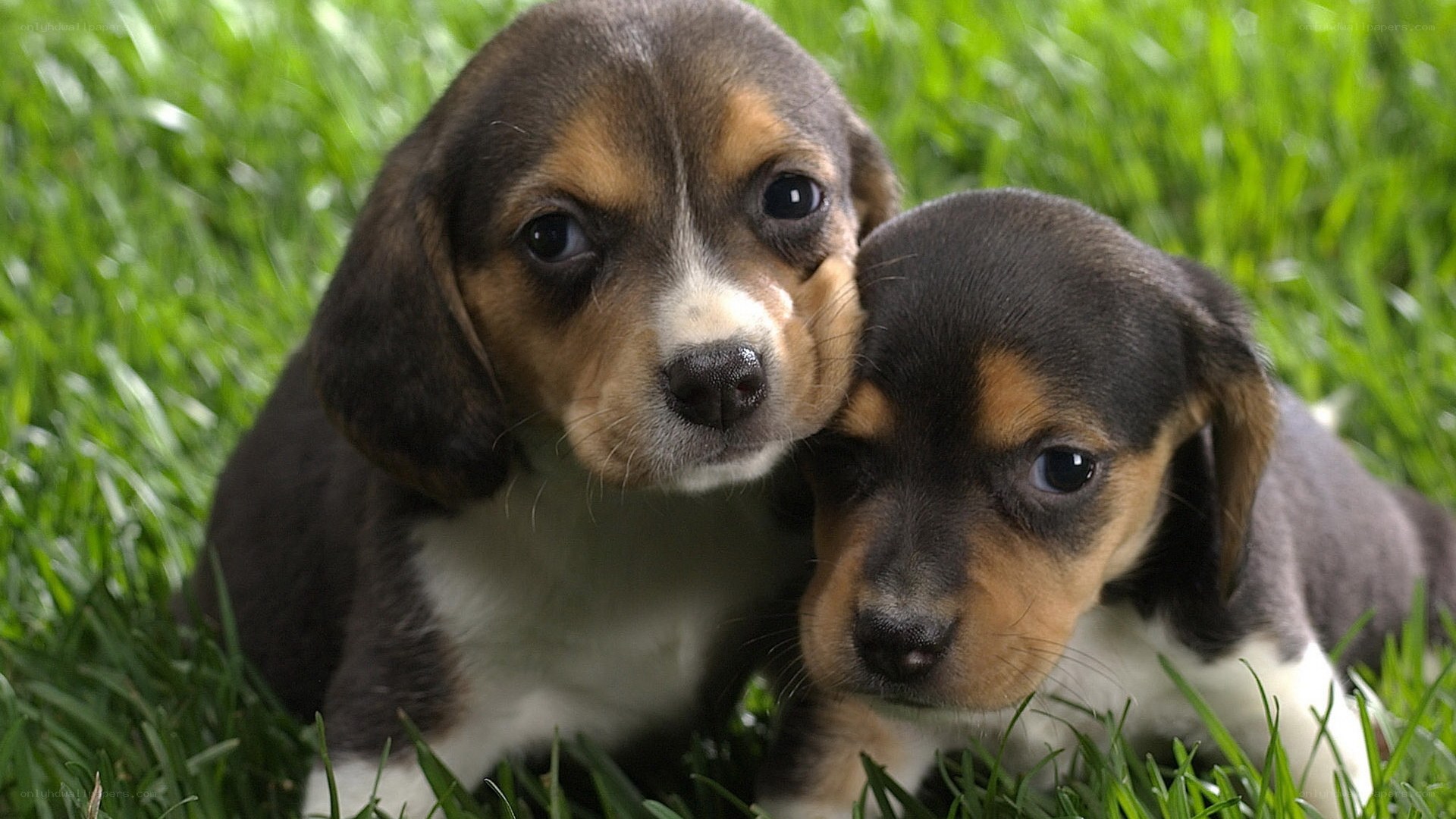 Two beagle puppies in grass