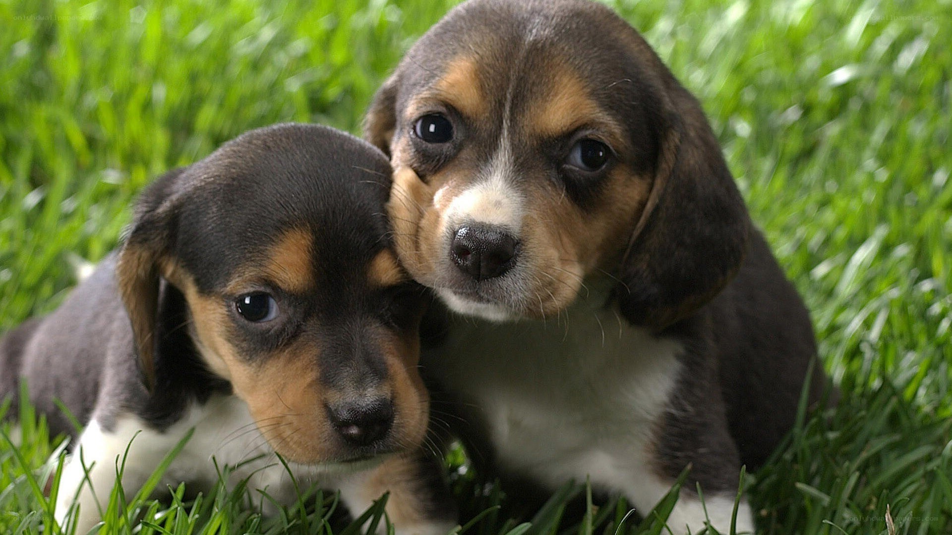 Two beagle puppies in grass