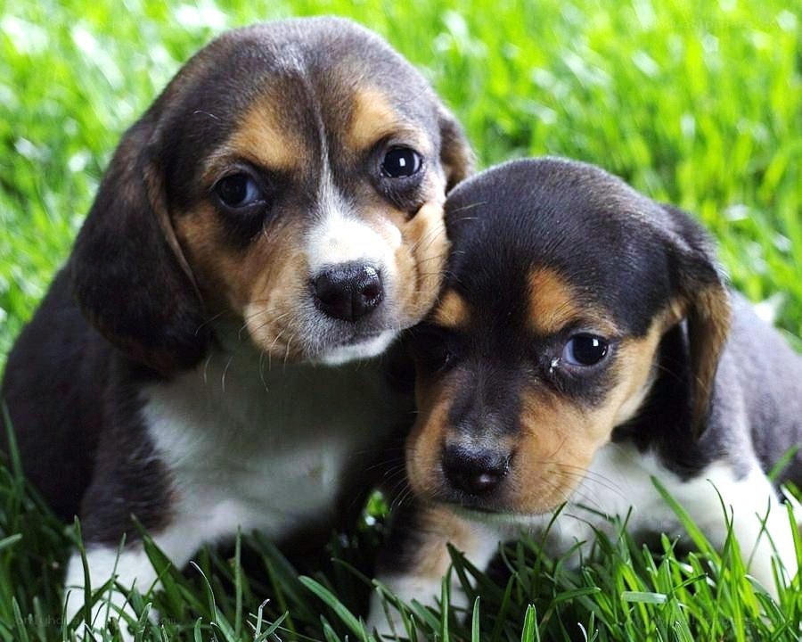 two beagle puppies in grass