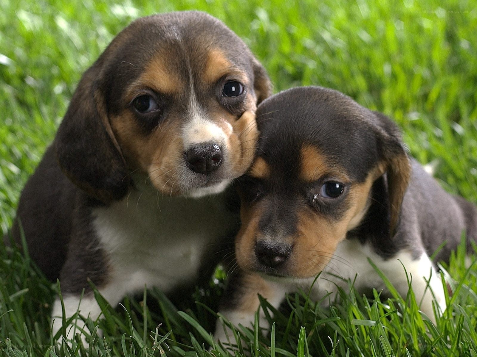 Two beagle puppies in grass