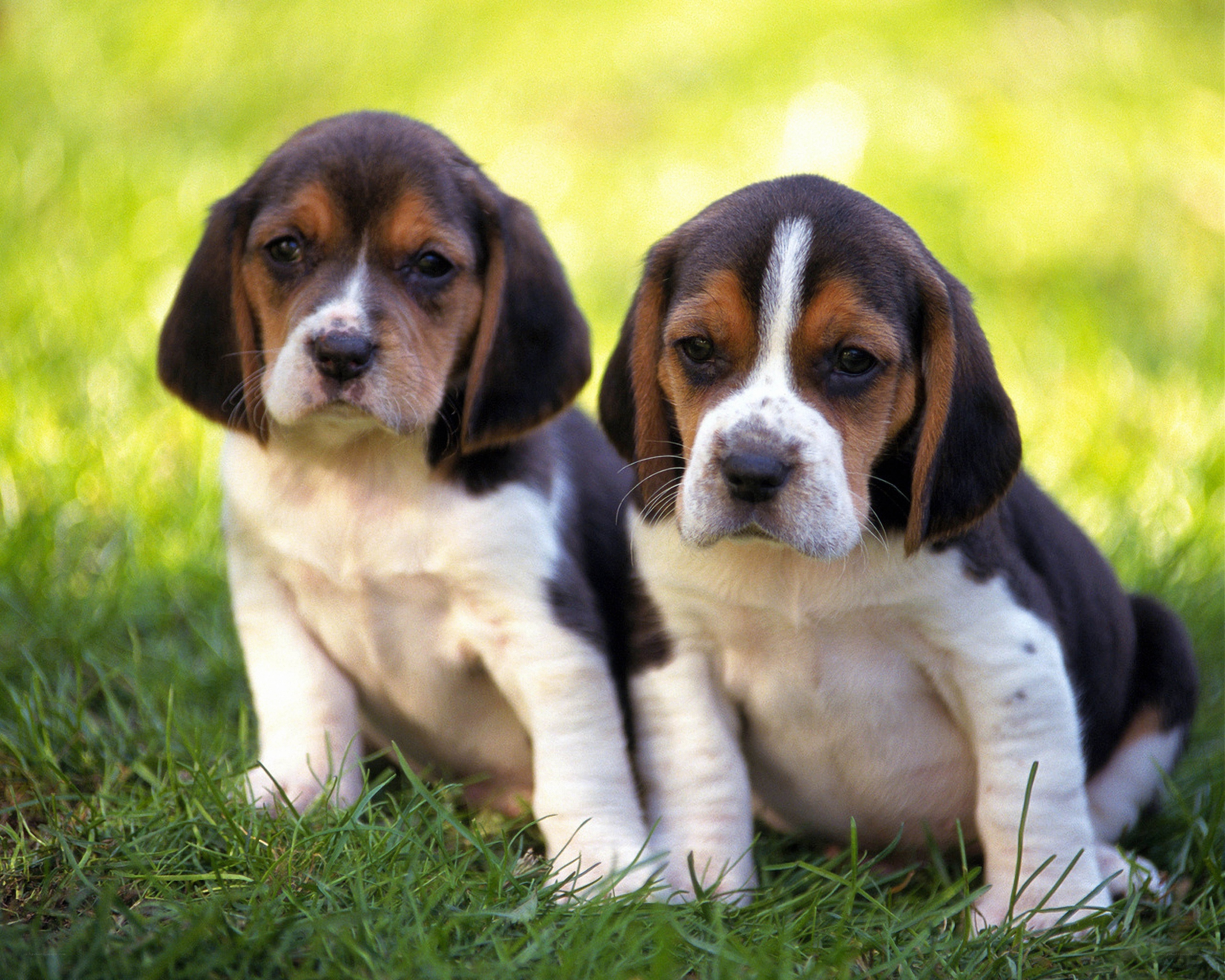 Two beagle puppies on grass