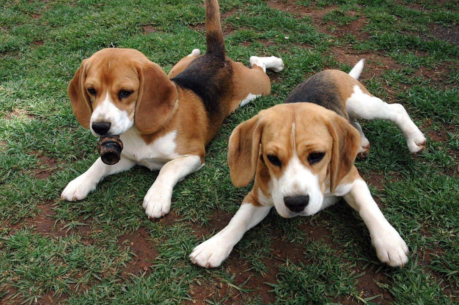 Two beagle puppies on grass
