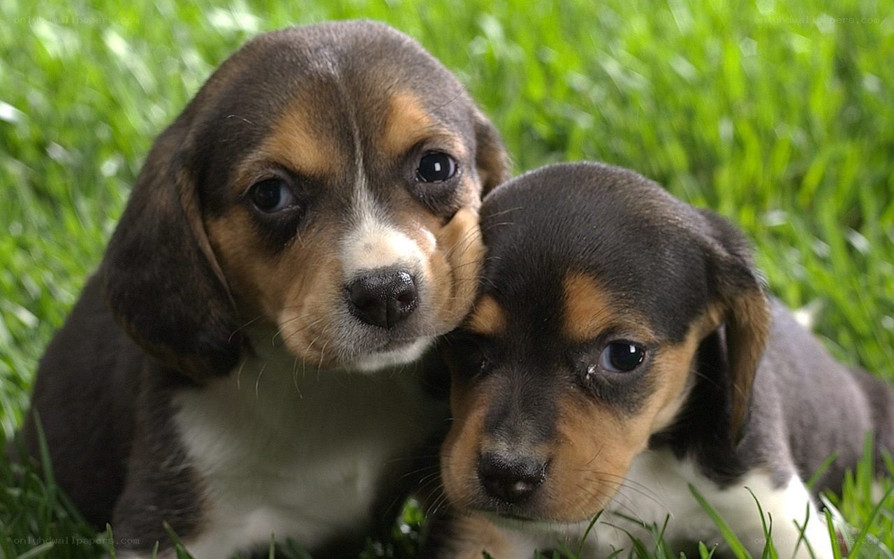 two beagle puppies on grass