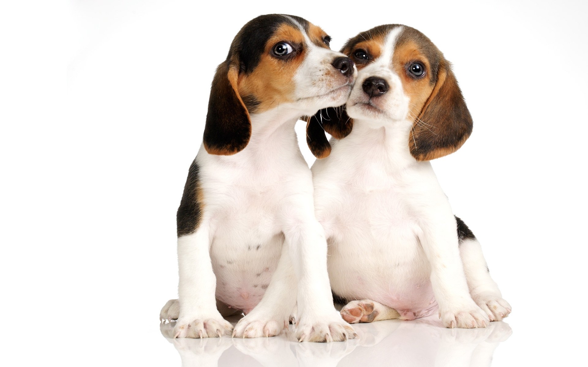 Two beagle puppies sitting together