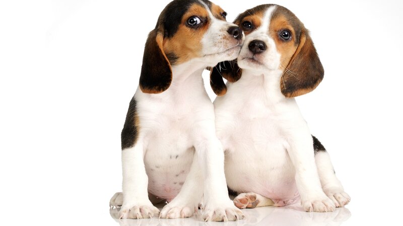 two beagle puppies together
