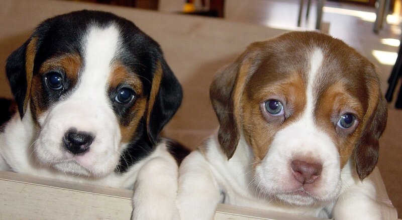 Two Beagle Puppies — White