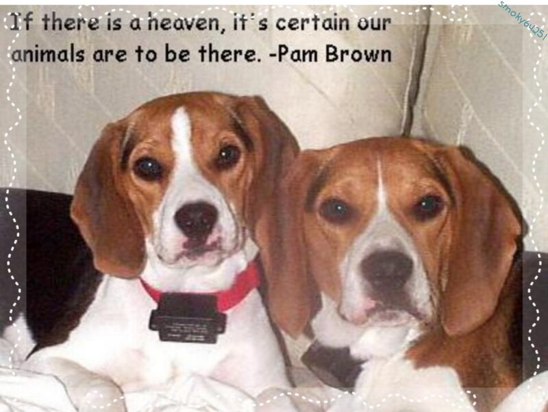 two beagles on a couch