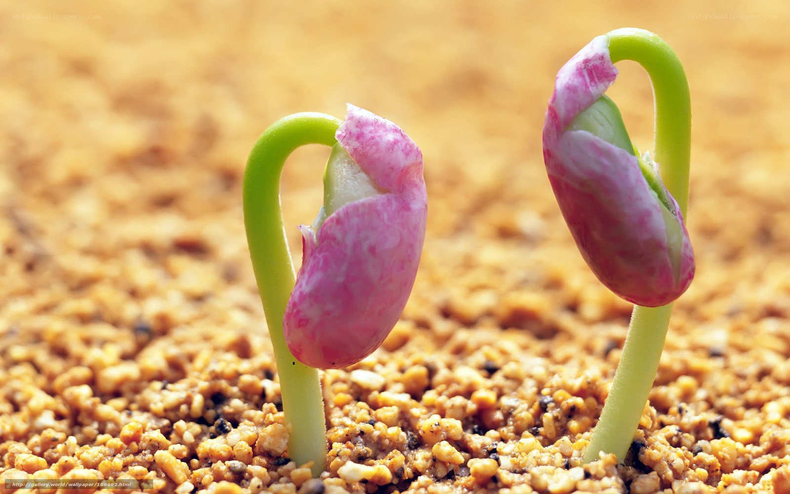Two bean sprouts emerging