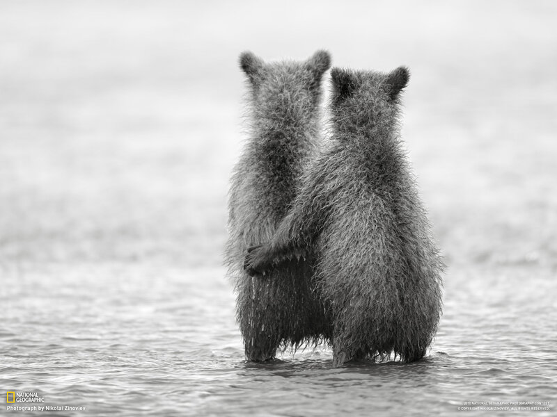 Two Bear Cubs — Black