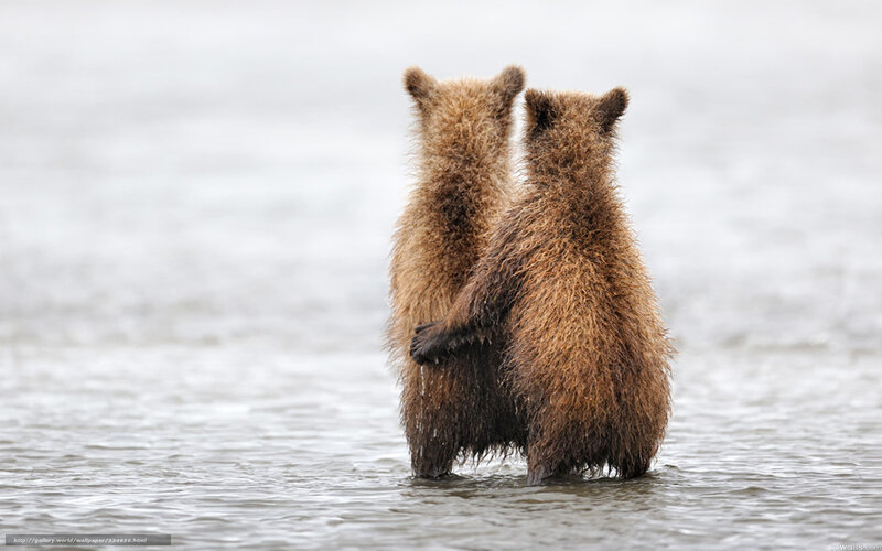 Two Bear Cubs — Brown, Calm, Photograph