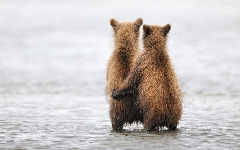 Two Bear Cubs — Brown, Calm