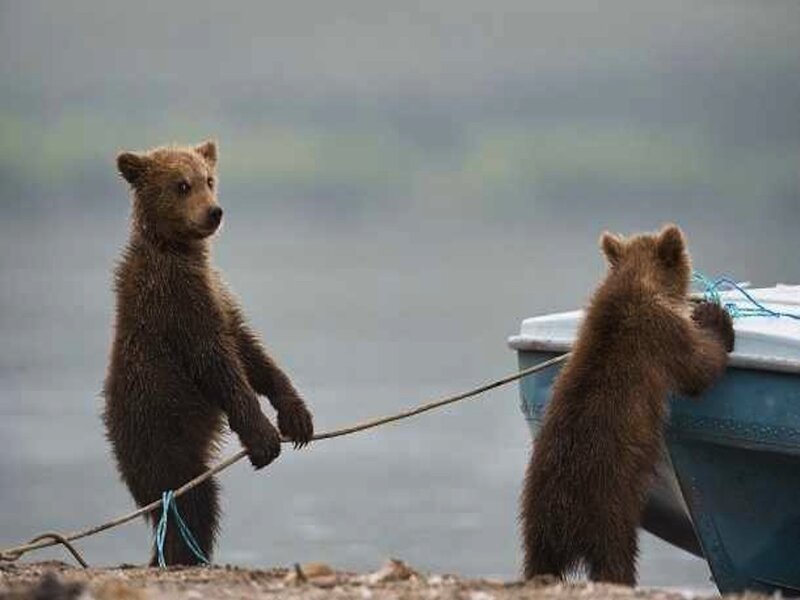 Two Bear Cubs — Brown