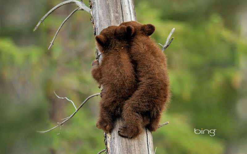 Two Bear Cubs Climbing — Brown, Calm