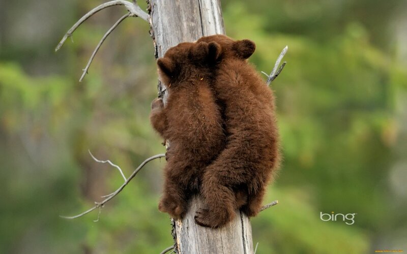 Two Bear Cubs Climbing — Brown, Natural, Afternoon, Photograph, Tree Trunk