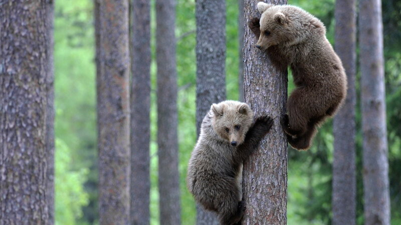 Two Bear Cubs Climbing — Brown, Natural, Afternoon