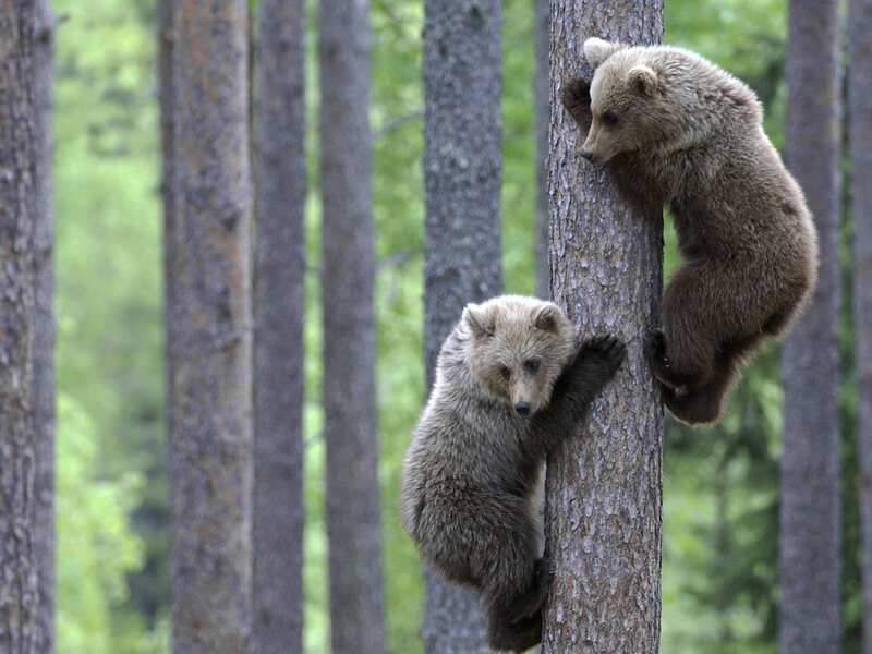 Two Bear Cubs Climbing — Brown, Natural, Summer