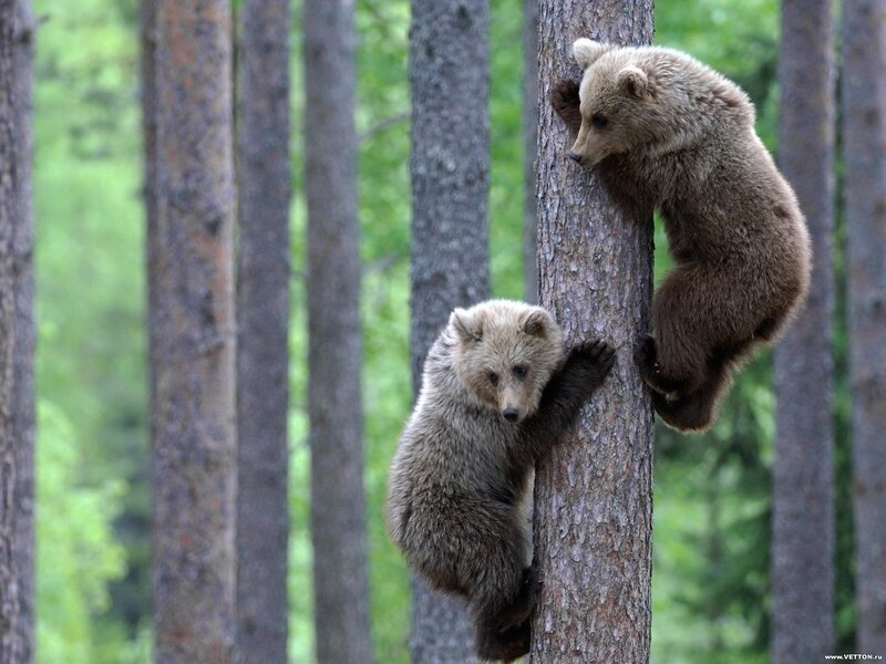 Two Bear Cubs Climbing — Brown, Natural