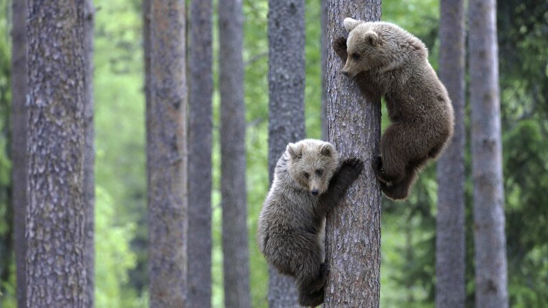 Two Bear Cubs Climbing — Brown, Playful, Afternoon, Photograph
