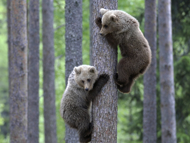 Two Bear Cubs Climbing — Brown, Playful, Afternoon
