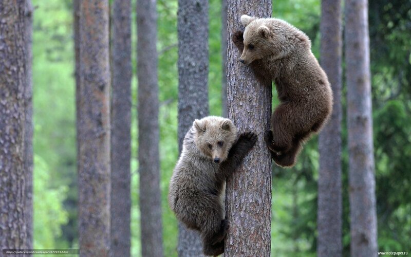 Two Bear Cubs Climbing — Brown, Playful, Morning
