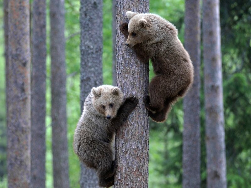 Two Bear Cubs Climbing — Brown, Playful