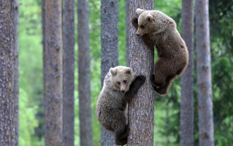 Two Bear Cubs Climbing — Brown