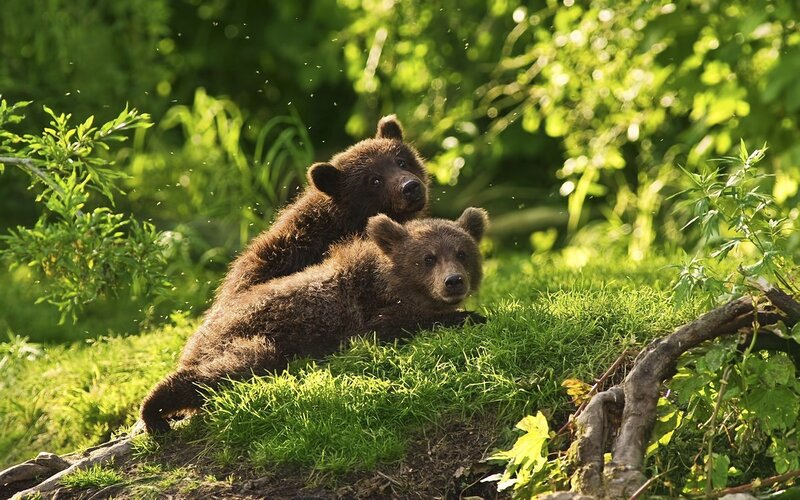 Two Bear Cubs — Green