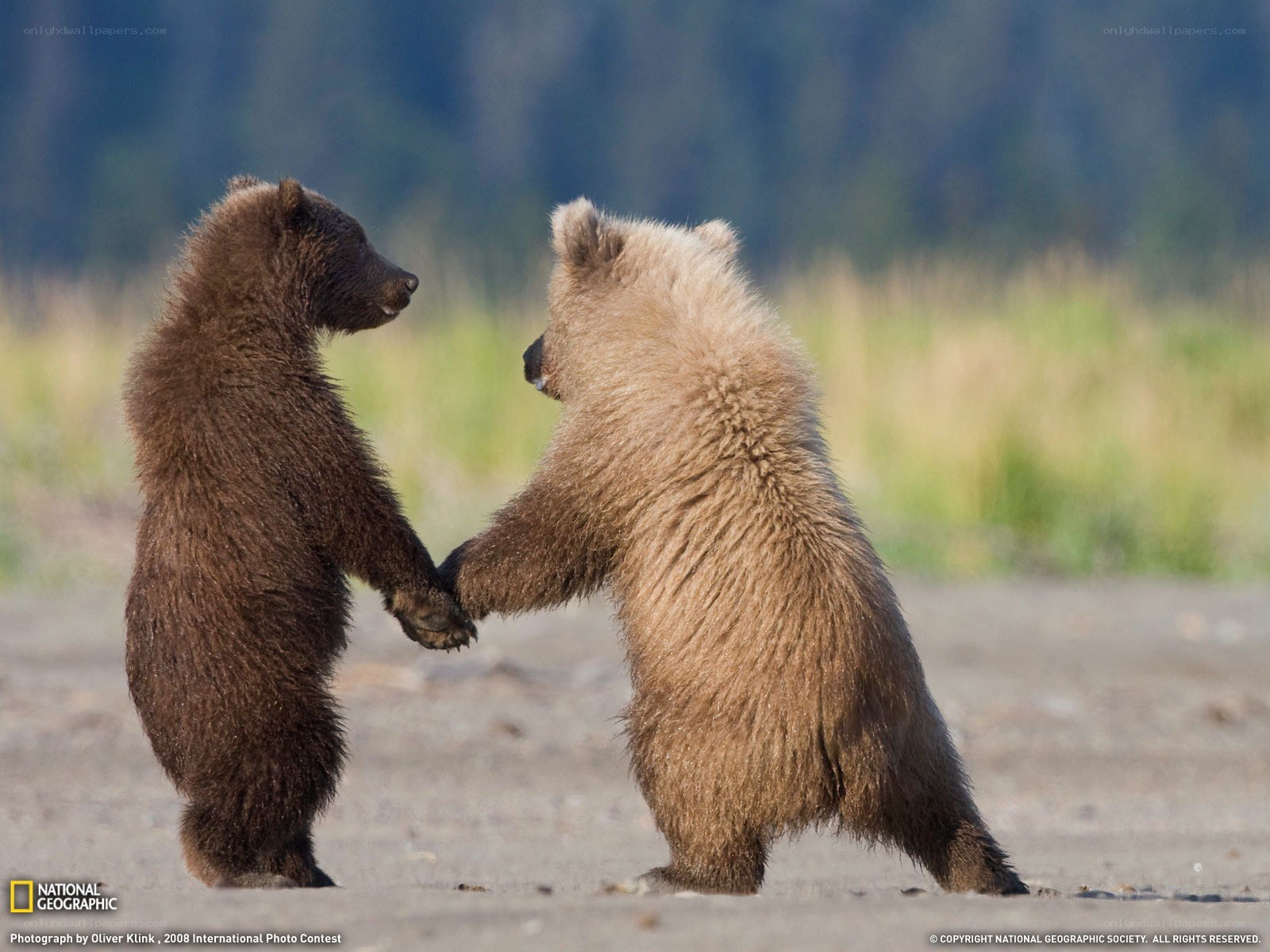 Two bear cubs holding hands