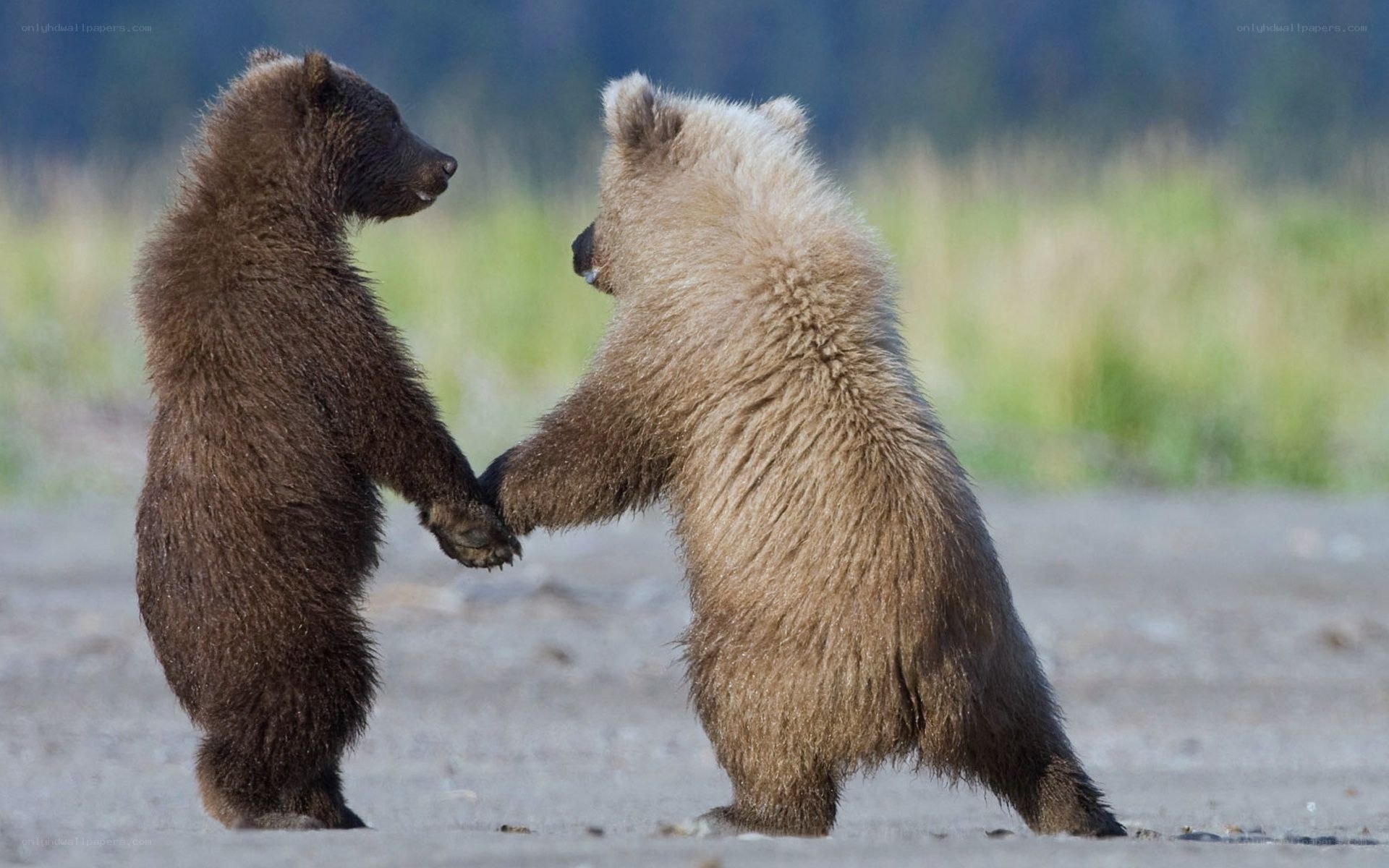 Two bear cubs holding hands