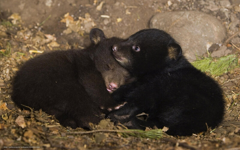 Two bear cubs hugging