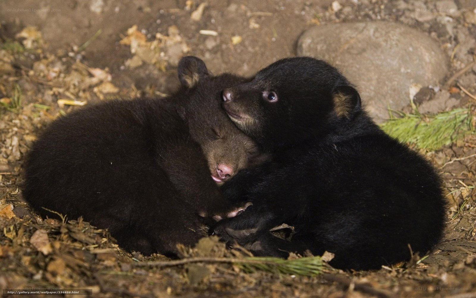 Two bear cubs hugging