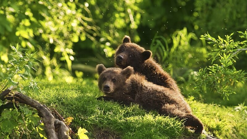 Two bear cubs in forest