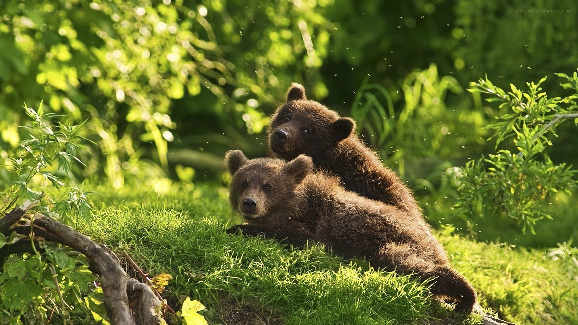 Two bear cubs in forest