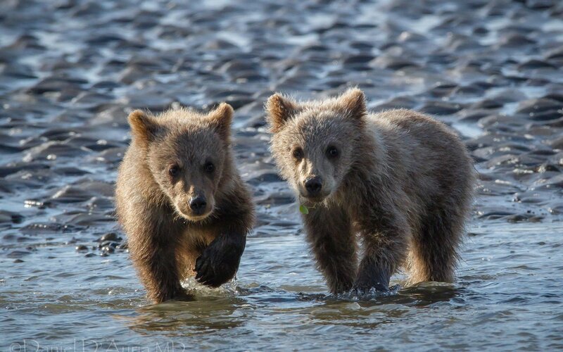 Two bear cubs in shallow water