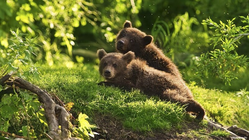 Two bear cubs in the forest
