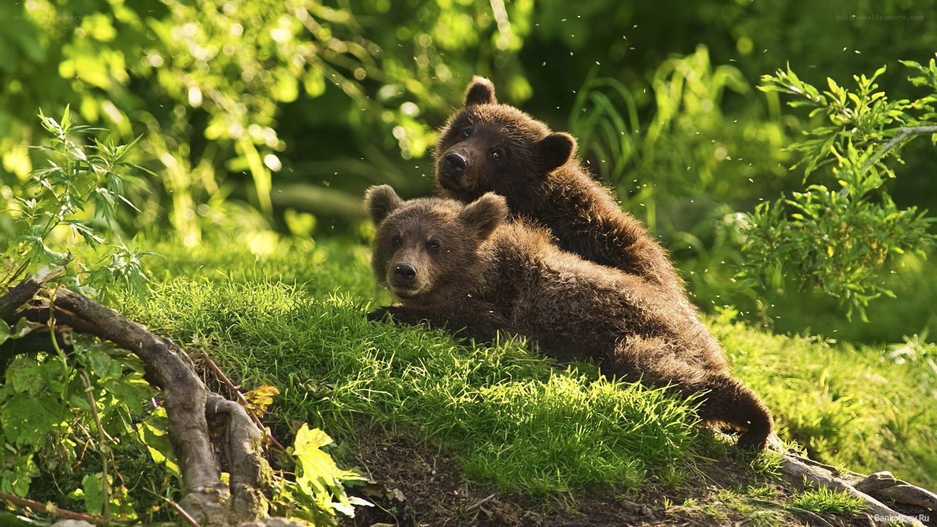 Two bear cubs in the forest